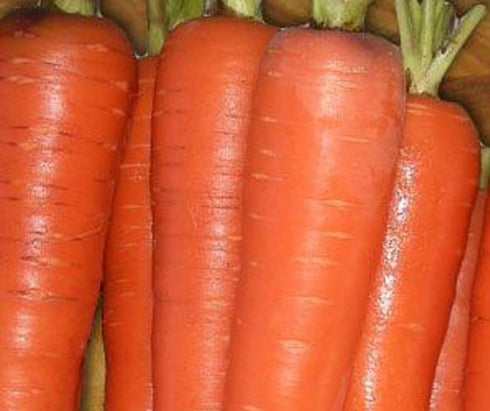 Seed Kingdom Carrot Tendersweet Great Heirloom Vegetable Seeds by (1 Lb Seeds)