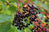 90% Gaea's Blessing Seeds - Elderberry Seeds - American Black Elderberry Heirloom - Non-GMO Seeds with Easy to Follow