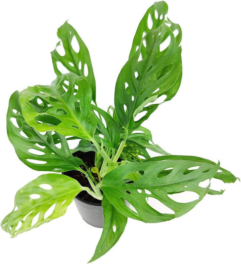 (4" Monstera Adansonii 'Swiss Cheese' Minimalist Pot w. Saucer) - Air-Purifying Houseplant with White Flowers - Live