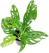 (4" Monstera Adansonii 'Swiss Cheese' Minimalist Pot w. Saucer) - Air-Purifying Houseplant with White Flowers - Live