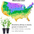 (4 Pack) Blueberry Plant Biloxi Live for Sale | Easy to Grow Plants | Edible Fruit Plant for Sustainable Living | Grow