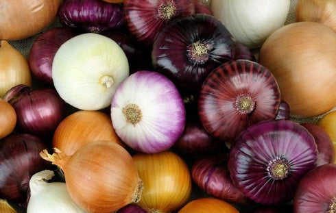 200 Multicolor Onion Seed Mx for Planting About Seeds