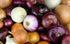 200 Multicolor Onion Seed Mx for Planting About Seeds