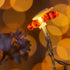 SWEET SHINE 100 50 Bee String Lights, ft USB Powered Decorative LED Novelty String Lights (Bee)