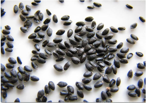 The Lucky Stars 250 95% Rare Red Dragon Fruit (Pitaya) Seeds - Germination Rate - Thanh Long RUT - Hylocereus