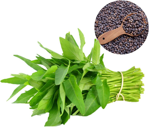 Chickco 600+ 97% Premium Kangkong Seeds - Ong Choy - Rau Muong - Kong Xin CAI Seeds | High Germination | Non-GMO |