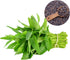 Chickco 600+ 97% Premium Kangkong Seeds - Ong Choy - Rau Muong - Kong Xin CAI Seeds | High Germination | Non-GMO |