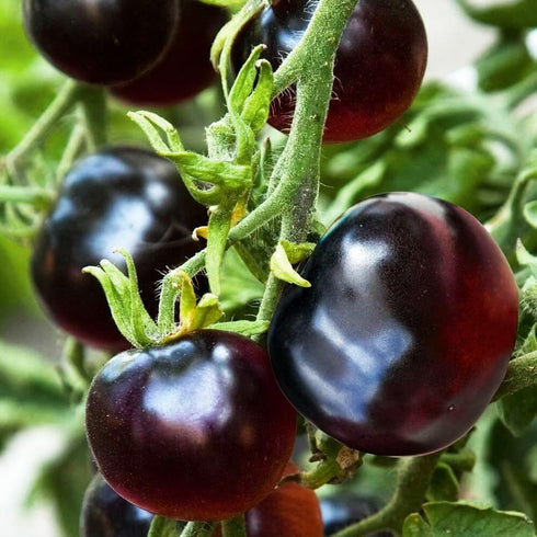 300+ Heirloom Purple Tomato Seeds - Non-GMO for Your Home Garden