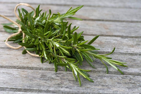 97% Pack) Gaea's Blessing Seeds - Rosemary Seeds - Heirloom Non-GMO Seeds with Easy to Follow Instructions Germination