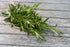 97% Pack) Gaea's Blessing Seeds - Rosemary Seeds - Heirloom Non-GMO Seeds with Easy to Follow Instructions Germination