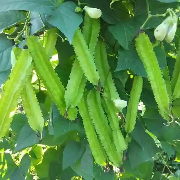 VAACNEE MOCCUROD 15pcs Winged Pea Seeds Four Angled Bean Dragon Bean Seeds