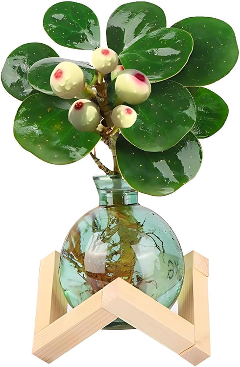 HymoConn Bulb Plant Propagation Station Propagation Vases for Plants Glass Terrariums Vases with Wooden Stand