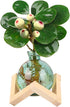 HymoConn Bulb Plant Propagation Station Propagation Vases for Plants Glass Terrariums Vases with Wooden Stand