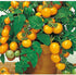 50+ Yellow Balcony Tomato Seeds Seeds for Planting Indoors and Outdoors