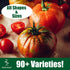 Pack 30 Park Seed Variety of Tomato Seeds, Planting Vegetables, Easy to Grow, Non-GMO, Perfect for Harvesting, Better