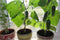 CEMEHA SEEDS Cucumber Indoors F1 Vine Self-pollinated Vegetable Organic Non-GMO