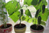 CEMEHA SEEDS Cucumber Indoors F1 Vine Self-pollinated Vegetable Organic Non-GMO