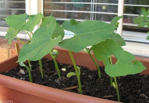 Kidney 500 Bean,LARGE DARK RED, Seeds ,Non-GMO Heirloom Grown Organically