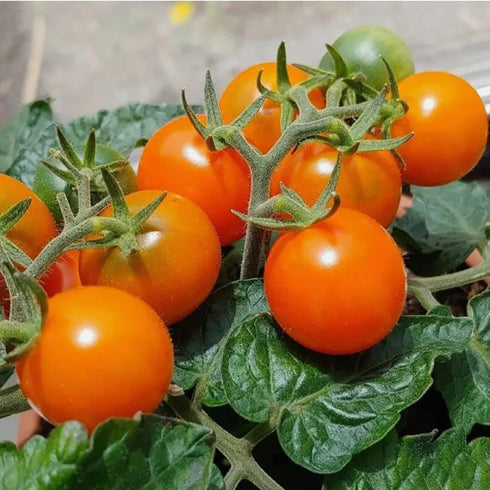 BULBORIUM 100PCS Orange Hat Micro Dwarf Tomato Seeds Non-GMO Heirloom Seeds