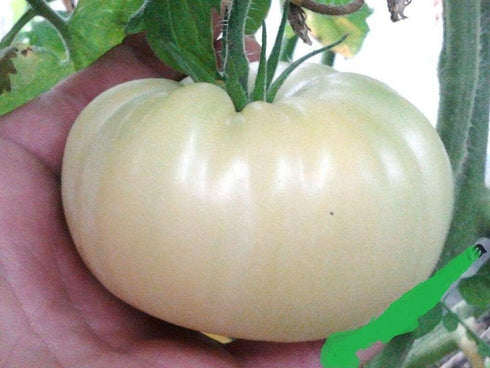 Seeds Giant White Tomato Great White 20 Seeds for Planting