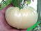 Seeds Giant White Tomato Great White 20 Seeds for Planting