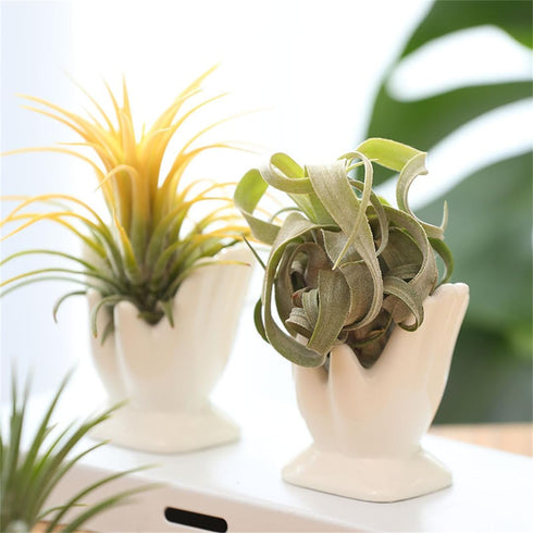 ourhommie Air Plant Holder Cute Ceramic Mini Hand Shape Stand Airplants Tillandsia Small Container Pot Plant Decorative