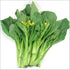 Generic 2000+ Seeds Brassica Juncea Choy Sum Mustard Yu Choy Sum Seeds, USA