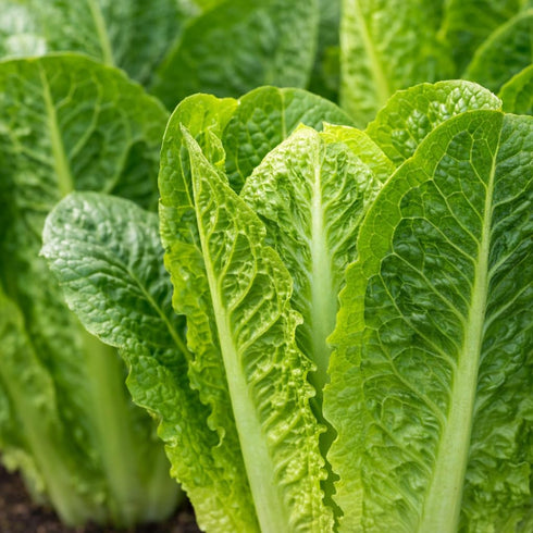 Sunutri Seeds Parris Island Romaine Lettuce Seeds Crisp Upright Heads, Heat-Tolerant Heirloom Variety for Home Gardens