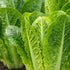Sunutri Seeds Parris Island Romaine Lettuce Seeds Crisp Upright Heads, Heat-Tolerant Heirloom Variety for Home Gardens