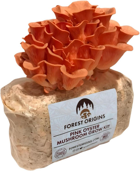 Forest Origins Pink Oyster Mushroom Grow Kit, Beginner Friendly & Easy to