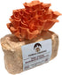 Forest Origins Pink Oyster Mushroom Grow Kit, Beginner Friendly & Easy to