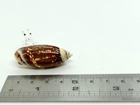 Sea Shell Seashell Hermit Crab Conch Tiny Miniature Figurines Beach Animals Hand Blown Glass Art Natural Collectible
