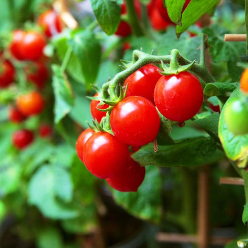 20 Dwarf Bush Cherry Tomatoes Seeds for Planting About Seeds Indoor Tomato