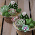 Succulent Plant Cake Decorating Silicone Mold, Fondant Molds for Cake Decoration, Cupcake Topper, Chocolate Candy,