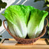 Generic 3pcs HC2430-L3 Realistic Artificial Fake Lettuce, Fake Vegetable, Artificial Vegetables for Decoration, Home