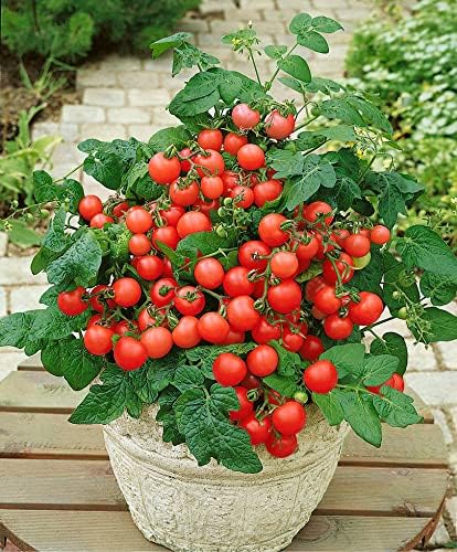 SeedsUP 40+ Seeds Indoor Dwarf Tomato Year-Round - Vegetable Red