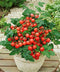 SeedsUP 40+ Seeds Indoor Dwarf Tomato Year-Round - Vegetable Red