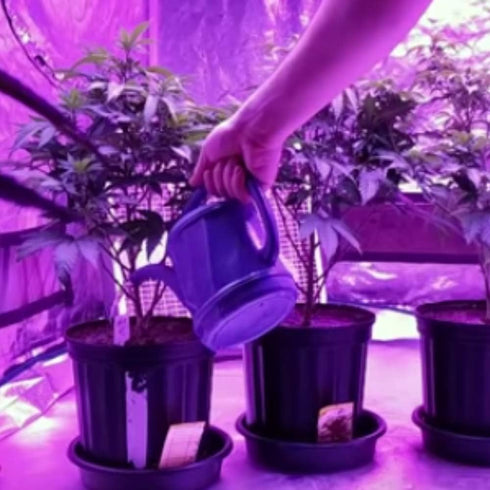 10 Standard Hydroponics pH Up and Down Kit - Ounce Bottle pH Adjuster for Hydroponic Systems, Coco Coir Even Soil.