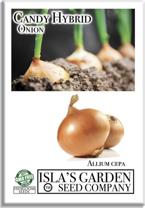 Candy Hybrid Onion Seeds (Allium cepa) 50+ Non-GMO Seeds by Islas Garden