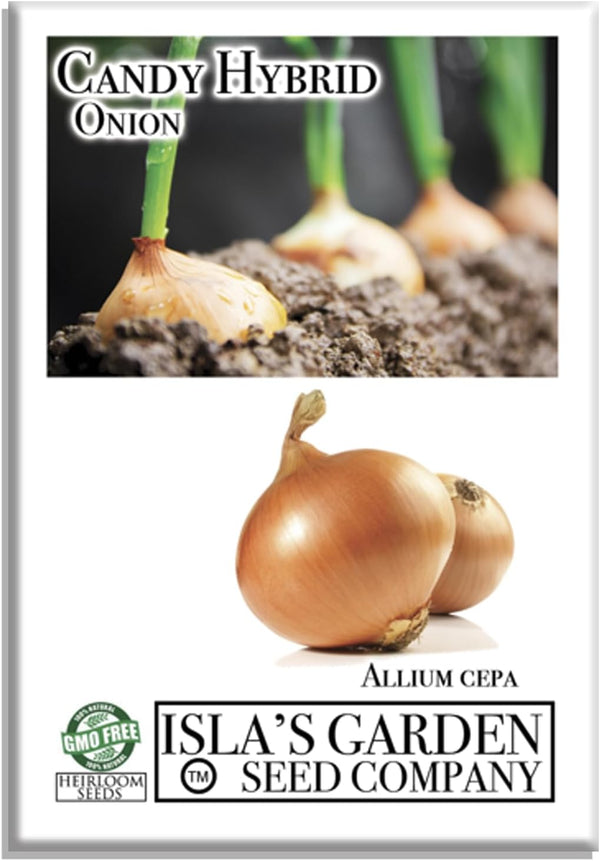 Candy Hybrid Onion Seeds (Allium cepa) 50+ Non-GMO Seeds by Islas Garden