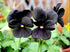 40+ Unique Black Pansy Clear Crystals Viola Wittrockiana Seeds for Planting Long Flowering Plant