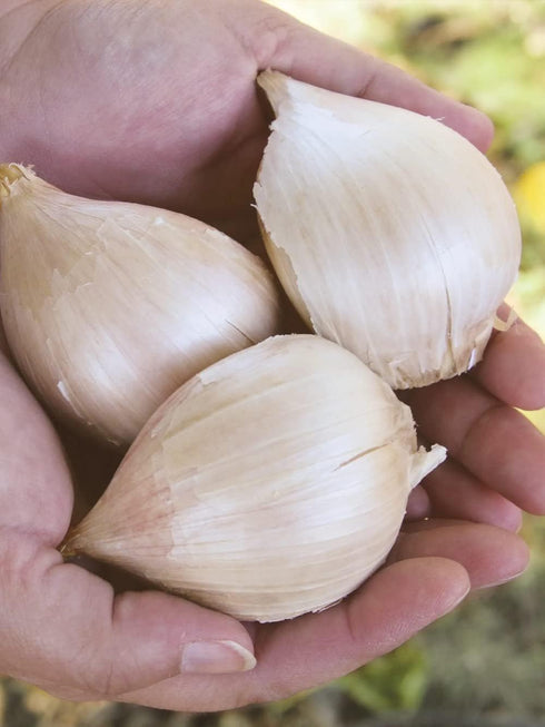 Generic 1 Elephant Garlic Tubers for Fall Planting Outdoors - Pound Garlic - Planting Ornaments Perennial Garden Simple