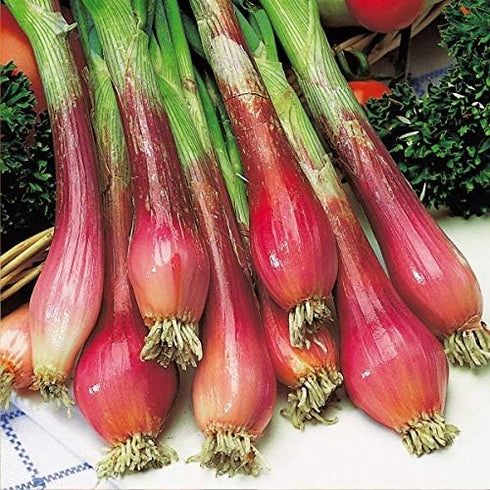 NIKA SEEDS 300 Seeds Vegetable Welsh Onion Red - Seeds