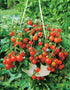 SeedsUP 40+ Seeds Indoor Dwarf Tomato Year-Round - Vegetable Red