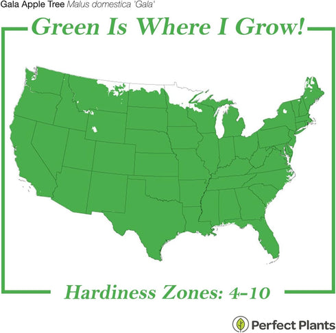 1 Perfect Plants Gala Apple Tree Gallon | Live Fruit Trees for Outdoor Planting | Fresh Apples for Eating, Canning