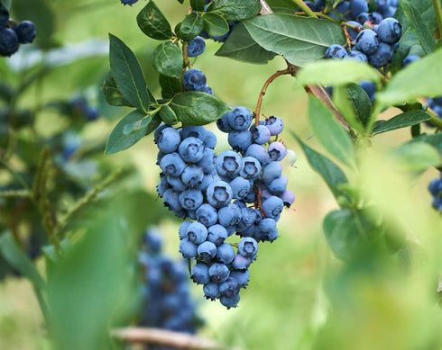 Ficoszo Pack 6 Mulberry (600pcs) Fruit Seeds Combo - Types, Strawberry Raspberry Apple Orange Blueberry Seeds, Non-GMO