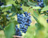 Ficoszo Pack 6 Mulberry (600pcs) Fruit Seeds Combo - Types, Strawberry Raspberry Apple Orange Blueberry Seeds, Non-GMO