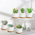 ZOUTOG 4 Inch Ceramic Plant Pot, Pack of 6 White Succulent Pots with Drainage Hole & Bamboo Tray for Home, Office Decor