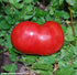 (2) 5" 7" 3.5 Inch Clovers Garden Goliath Tomato Plant Two Live Plants Not Seeds Each to Tall, in Pots
