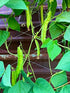 Generic 50+ ORGANIC Winged Bean Seeds- Ht u Rng - Dragon Bean, Four-angled, Goa, Manila, Princess, Cigarillas - Non